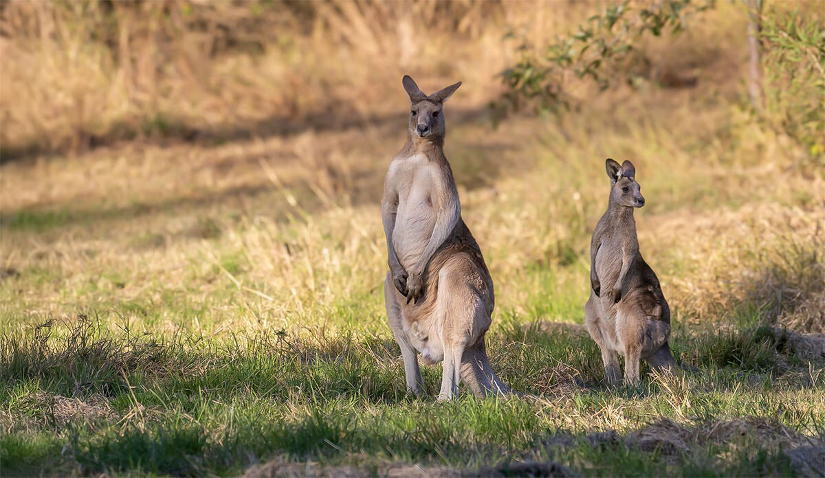Amaroo Journal - Kangaroos